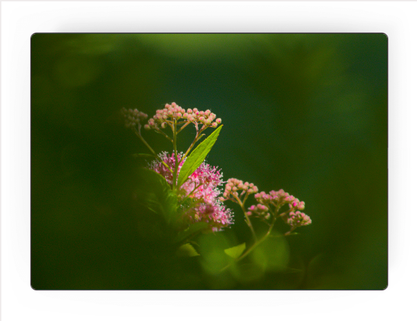 'Spirea’ by Steve J Berger | Art Panel