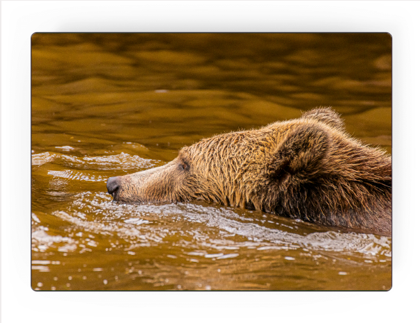 'Grizzly Cub’ by Steve J Berger | Art Panel