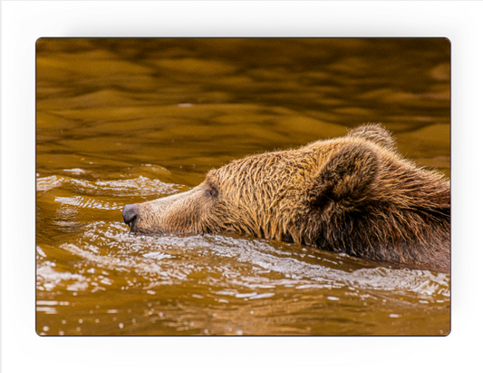 'Grizzly Cub’ by Steve J Berger | Art Panel