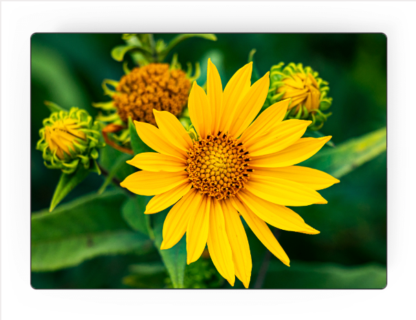 'Sunflower’ by Steve J Berger | Art Panel