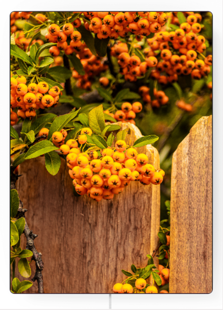 'Rocky Mountain Ash’ by Steve J Berger | Art Panel