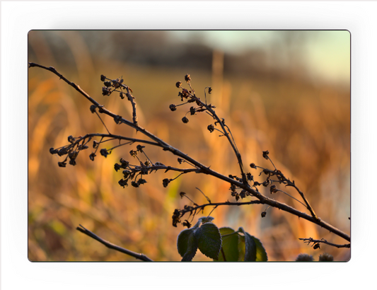 'Morning Light’ by Steve J Berger | Art Panel