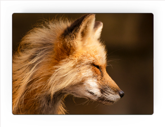 'Red Fox’ by Steve J Berger | Art Panel