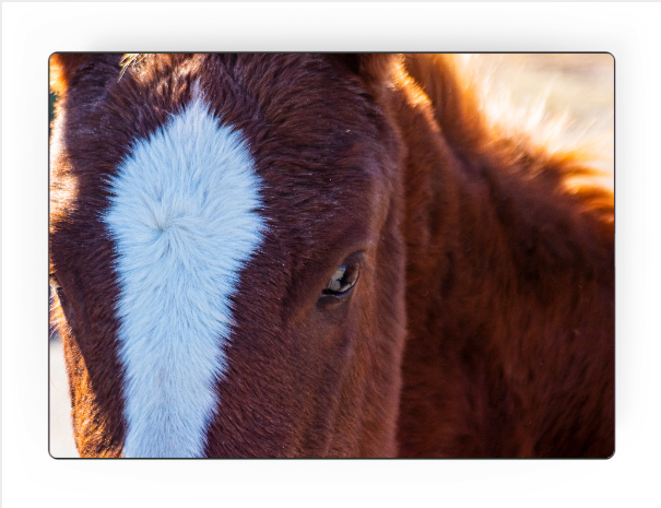 'The Yearling’ by Steve J Berger | Art Panel